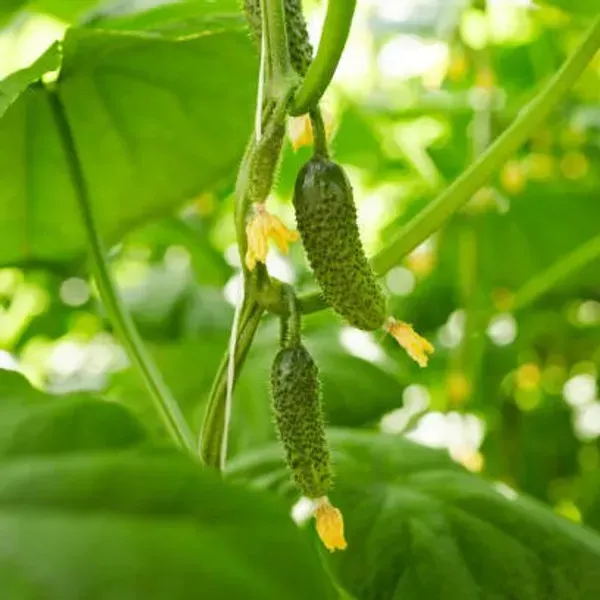 Long_Piper_Piple_Plants_For_Home_Garden