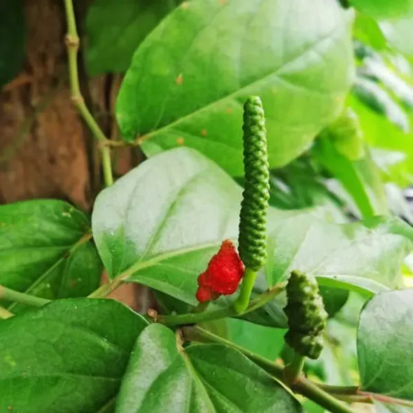 Long_Piper_Piple_Plants_For_Home_Garden
