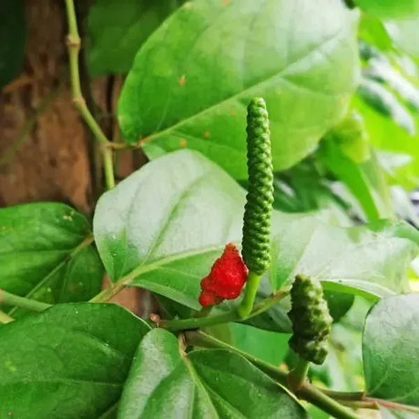 Long_Piper_Piple_Plants_For_Home_Garden