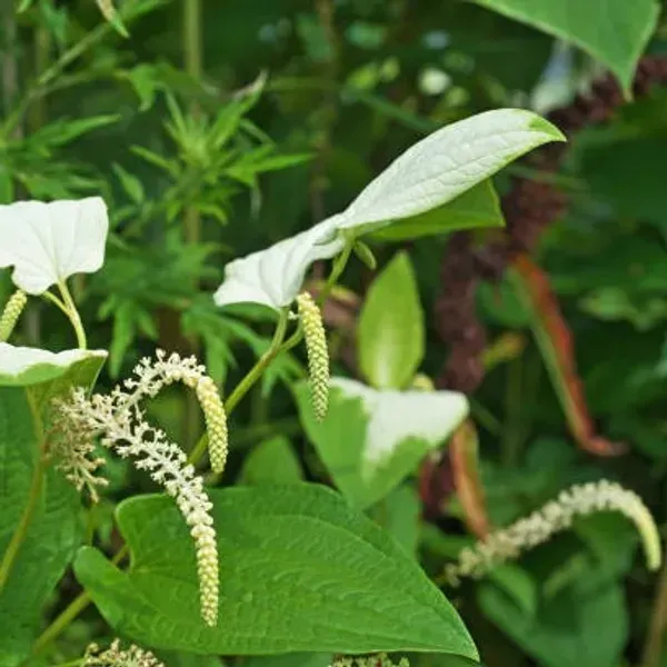 Long_Piper_Piple_Plants_For_Home_Garden