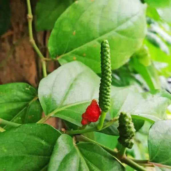 Long_Piper_Piple_Plants_For_Home_Garden