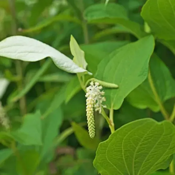 Long_Piper_Piple_Plants_For_Home_Garden