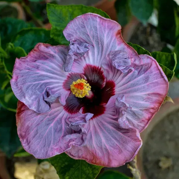 American_Variety_Hibiscus_Flower_Plant