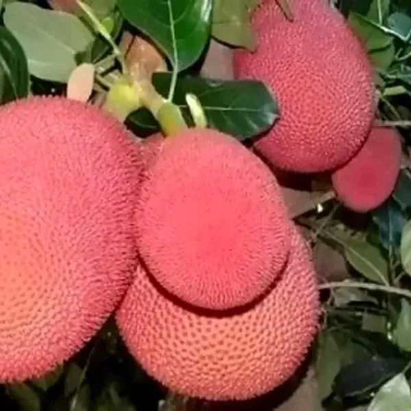 Red_Jackfruit_Grafted_Fruit_Plant