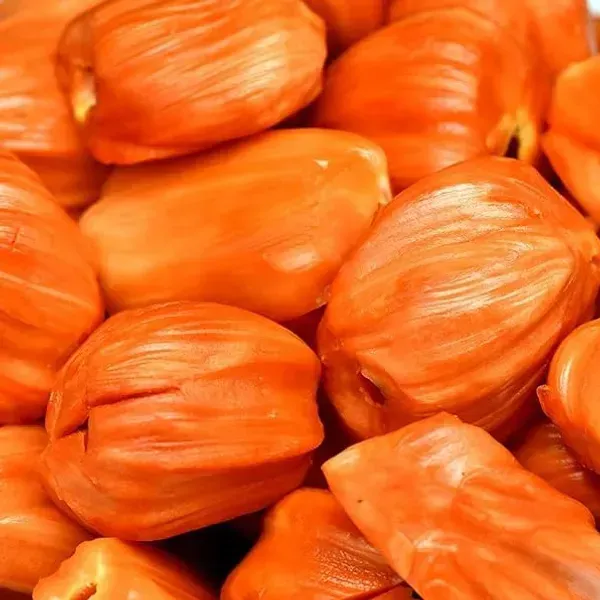 Red_Jackfruit_Grafted_Fruit_Plant