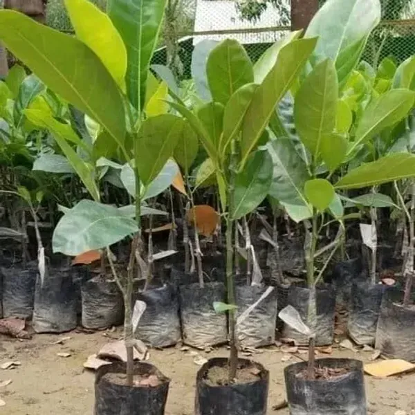 Red_Jackfruit_Grafted_Fruit_Plant