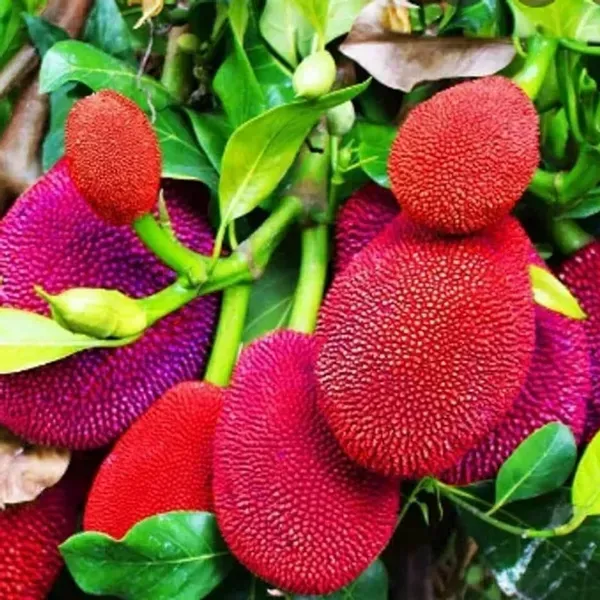 Red_Jackfruit_Grafted_Fruit_Plant