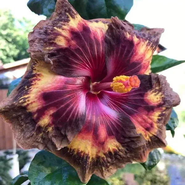 Australian_Variety_Grafted_Hibiscus_Flower_Plant