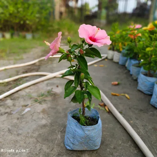 Giant_Luna_Hardy_Pink_Hibiscus_Flowers_Plant