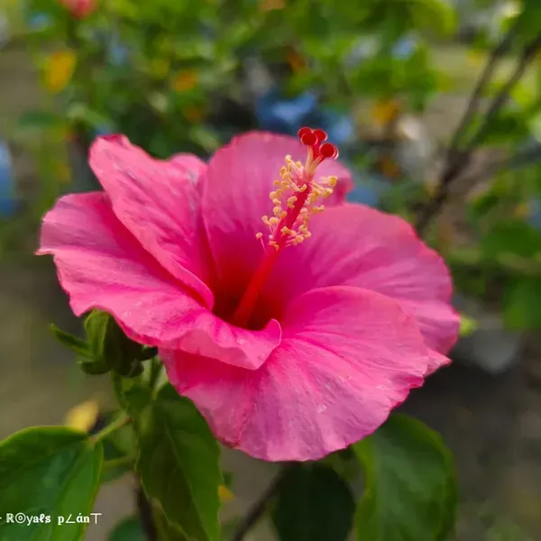 Giant_Luna_Hardy_Pink_Hibiscus_Flowers_Plant