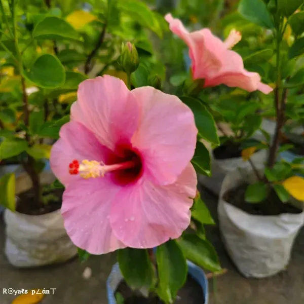 Giant_Luna_Hardy_Pink_Hibiscus_Flowers_Plant