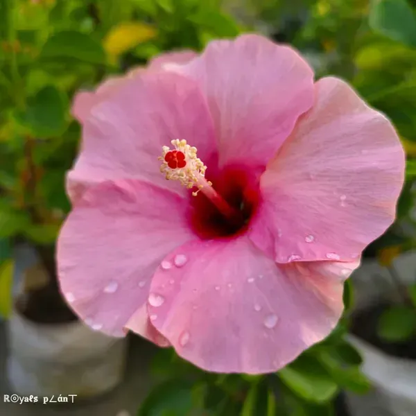 Giant_Luna_Hardy_Pink_Hibiscus_Flowers_Plant