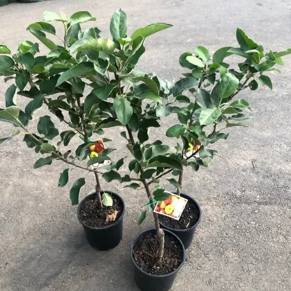 Anna_Apple_Fruit_Plant_For_Home_Garden
