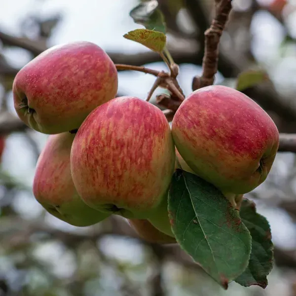 Anna_Apple_Fruit_Plant_For_Home_Garden