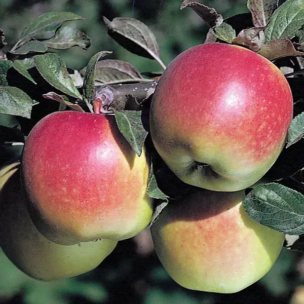 Anna_Apple_Fruit_Plant_For_Home_Garden