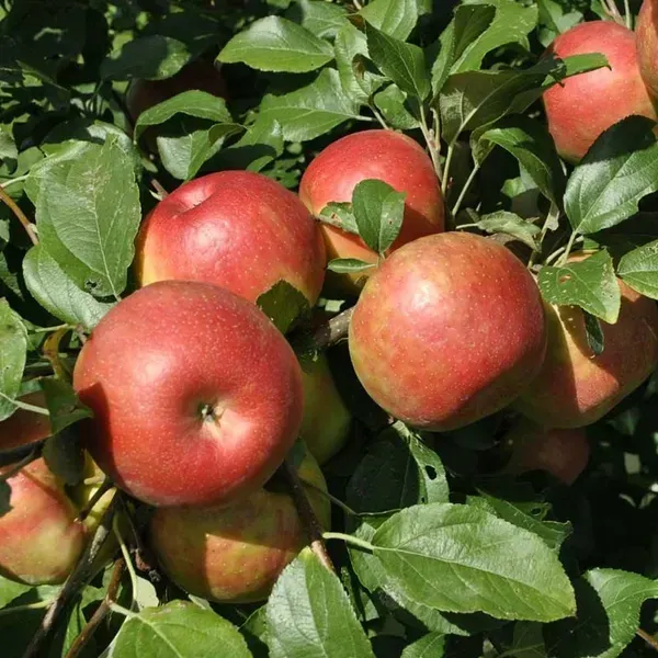 Anna_Apple_Fruit_Plant_For_Home_Garden