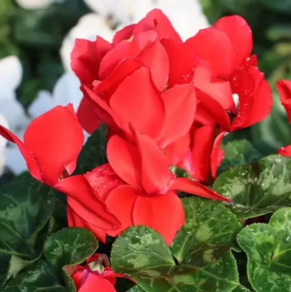 Cyclemen_Flower_Plant_Red_For_Home_Garden