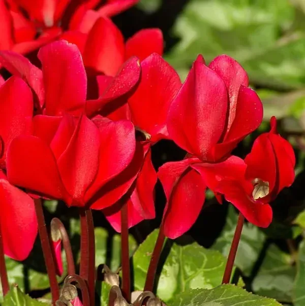 Cyclemen_Flower_Plant_Red_For_Home_Garden