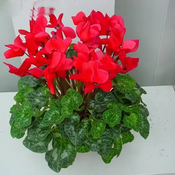 Cyclemen_Flower_Plant_Red_For_Home_Garden