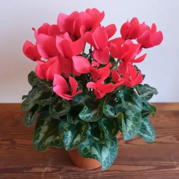Cyclemen_Flower_Plant_Red_For_Home_Garden