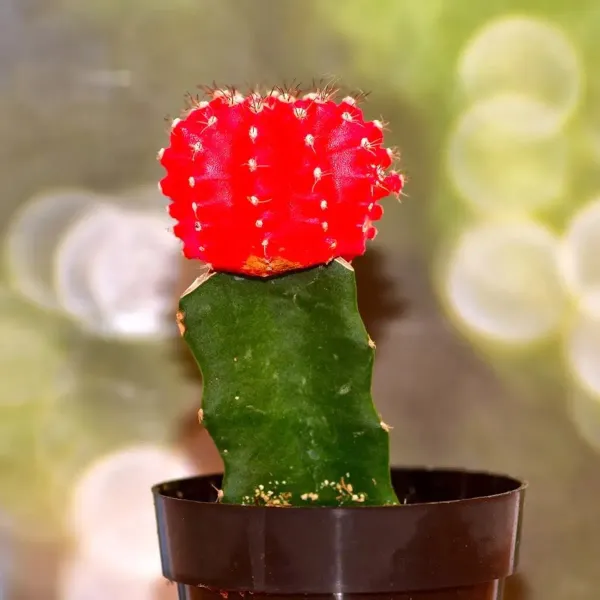 Moon_Cactus_Grafted_Red_For_Home_Garden