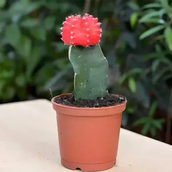 Moon_Cactus_Grafted_Red_For_Home_Garden