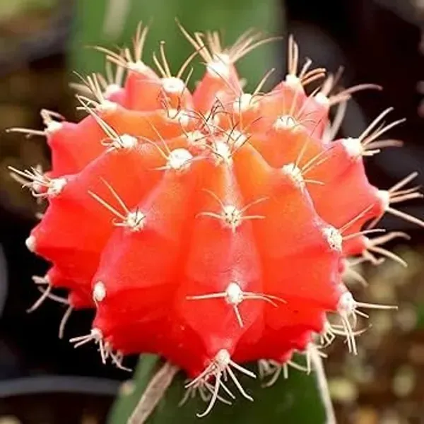 Moon_Cactus_Grafted_Red_For_Home_Garden