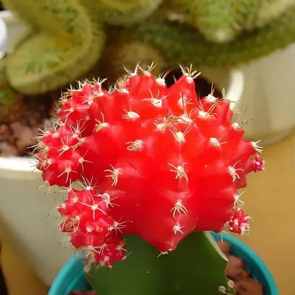 Moon_Cactus_Grafted_Red_For_Home_Garden