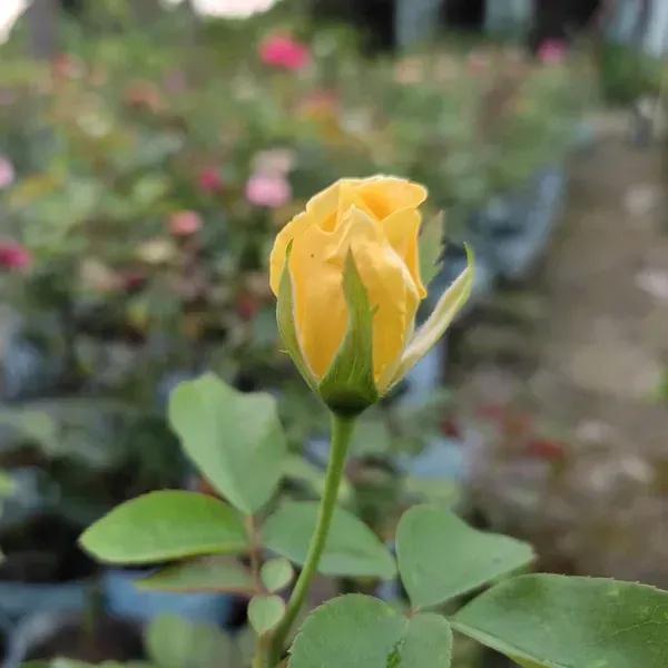 Climbing_Rose_Flower_Plant_Yellow