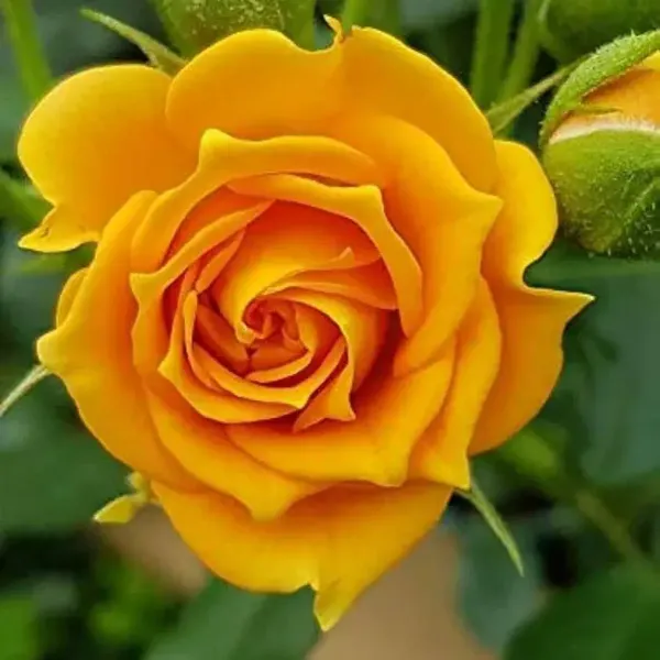 Climbing_Rose_Flower_Plant_Yellow