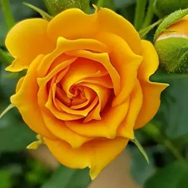 Climbing_Rose_Flower_Plant_Yellow