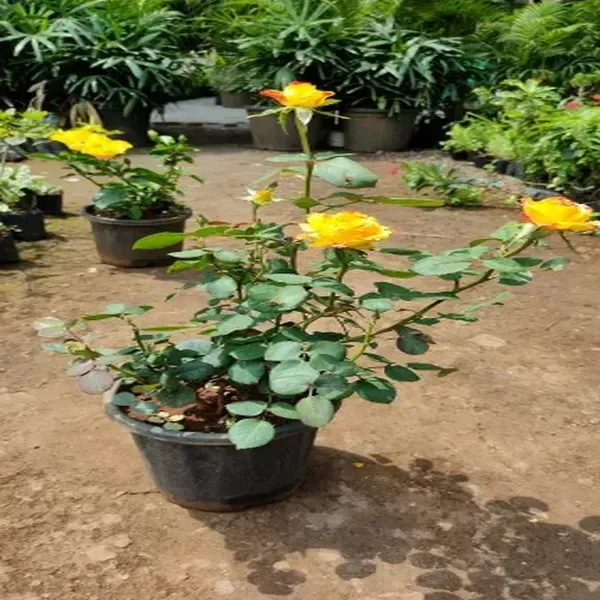 Climbing_Rose_Flower_Plant_Yellow