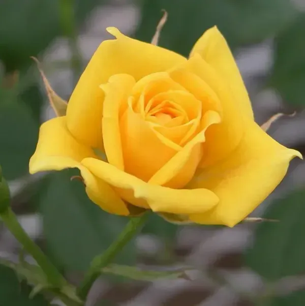 Climbing_Rose_Flower_Plant_Yellow