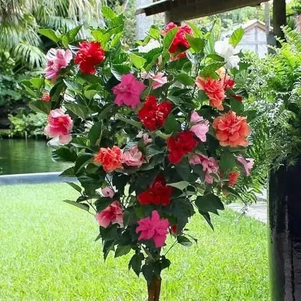 Multigrafted_Double_Petal_Variety_Hibiscus_Flowers_Plant_15_Colours