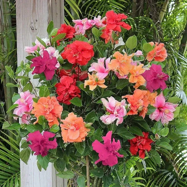 Multigrafted_Double_Petal_Variety_Hibiscus_Flowers_Plant_15_Colours