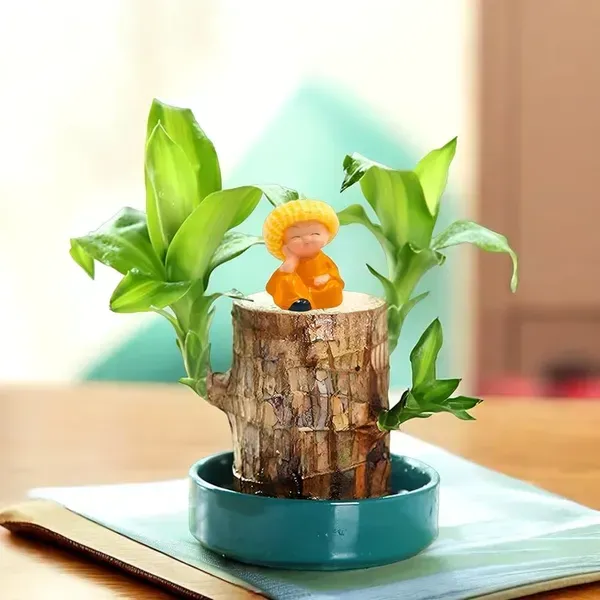 Brazil_Good_Luck_Wood_Water_Bamboo_Plant