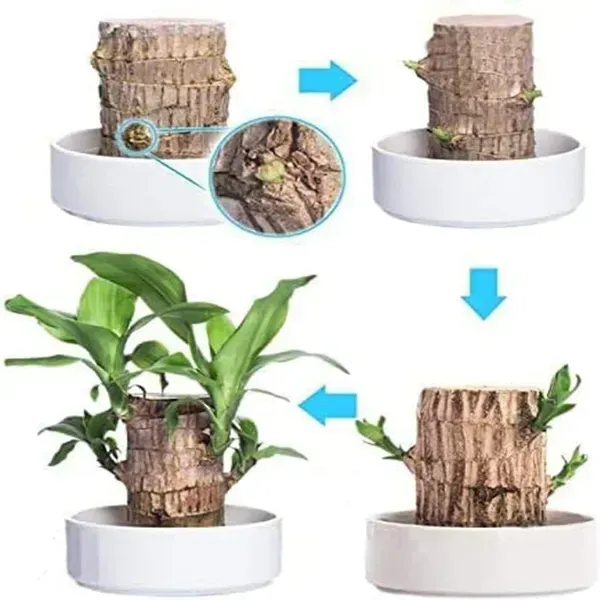 Brazil_Good_Luck_Wood_Water_Bamboo_Plant