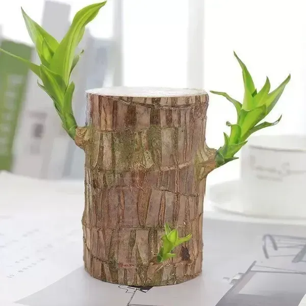Brazil_Good_Luck_Wood_Water_Bamboo_Plant