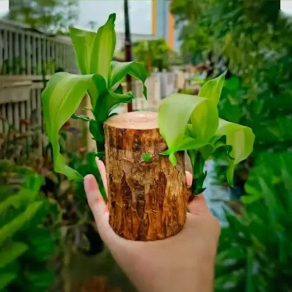 Brazil_Good_Luck_Wood_Water_Bamboo_Plant