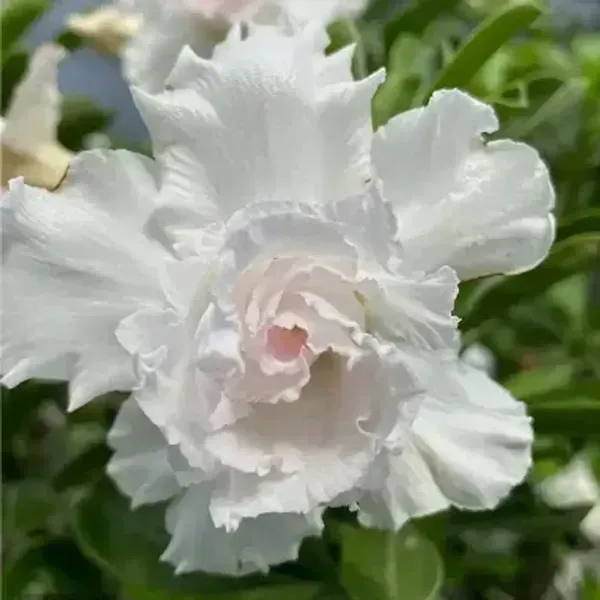 Desert_Rose_Adenium_Grafted_Flowers_Plant_White