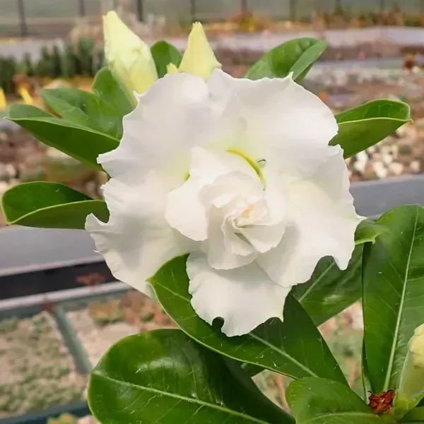 Desert_Rose_Adenium_Grafted_Flowers_Plant_White