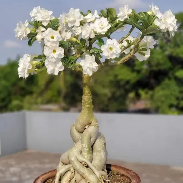Desert_Rose_Adenium_Grafted_Flowers_Plant_White