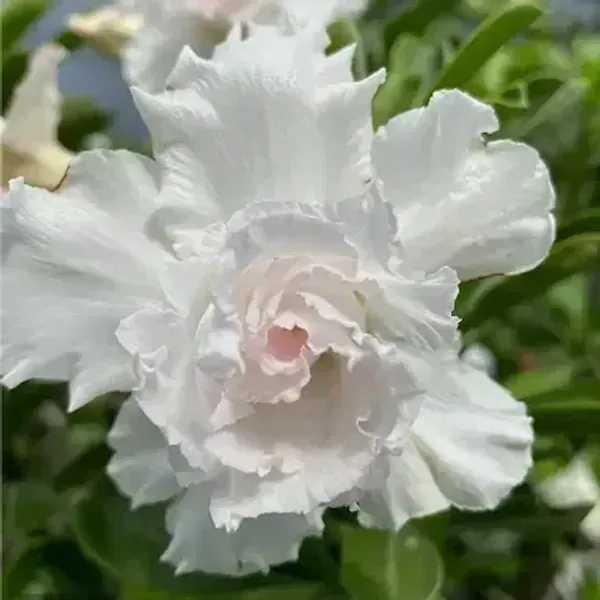 Desert_Rose_Adenium_Grafted_Flowers_Plant_White