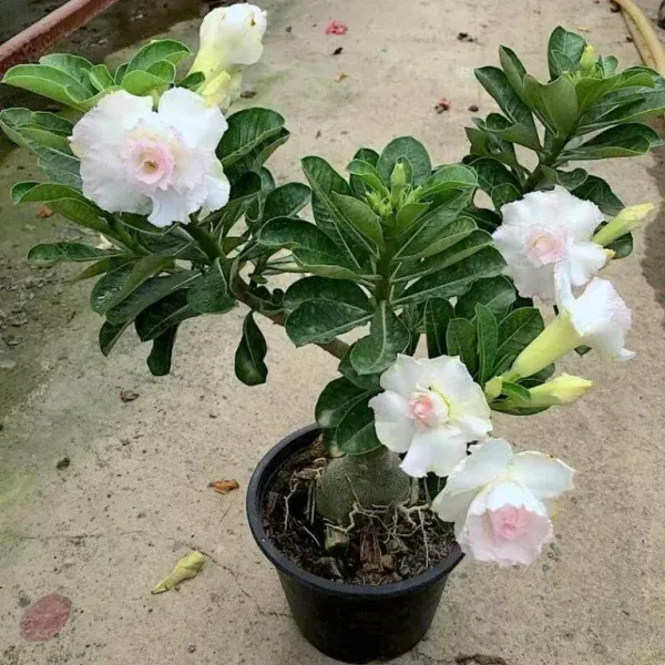 Desert_Rose_Adenium_Grafted_Flowers_Plant_White