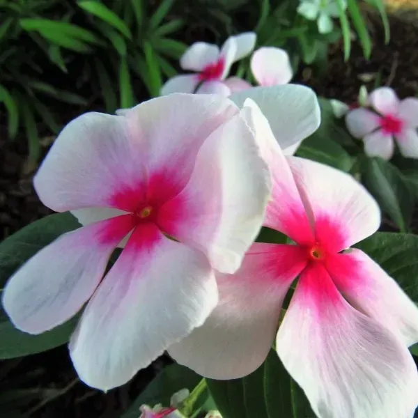 Vinca_Sadabahar_Flower_Plant_Pink