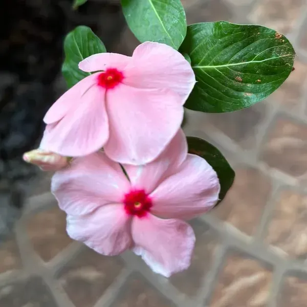 Vinca_Sadabahar_Flower_Plant_Pink