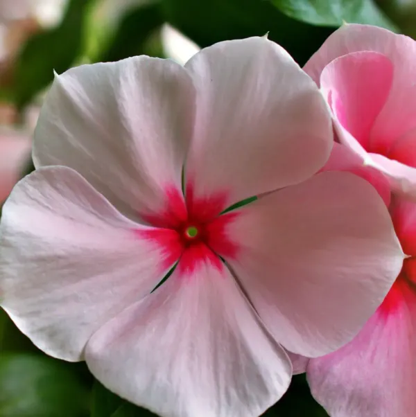 Vinca_Sadabahar_Flower_Plant_Pink
