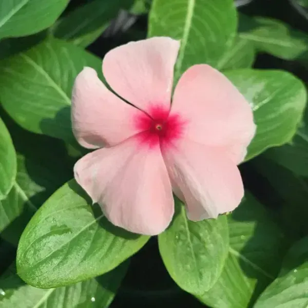 Vinca_Sadabahar_Flower_Plant_Pink