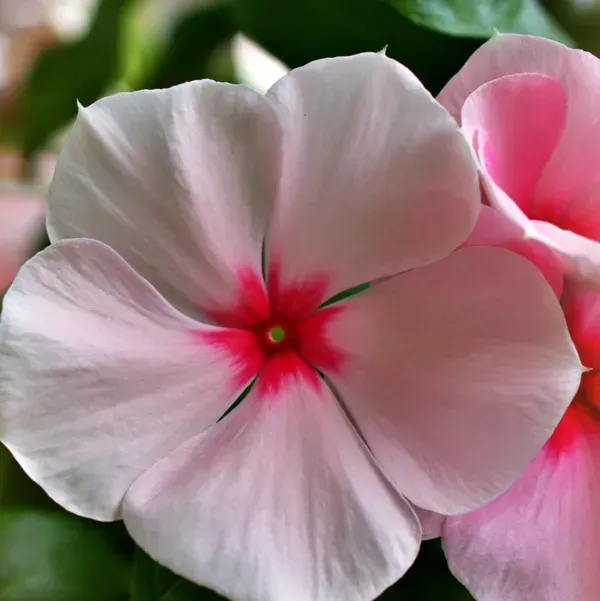 Vinca_Sadabahar_Flower_Plant_Pink