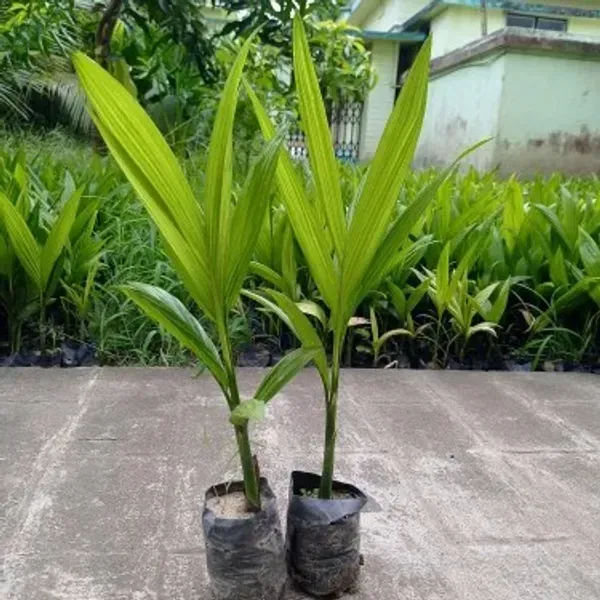 Dwarf_Variety_Betel_Nut_Supari_Fruit_Plant